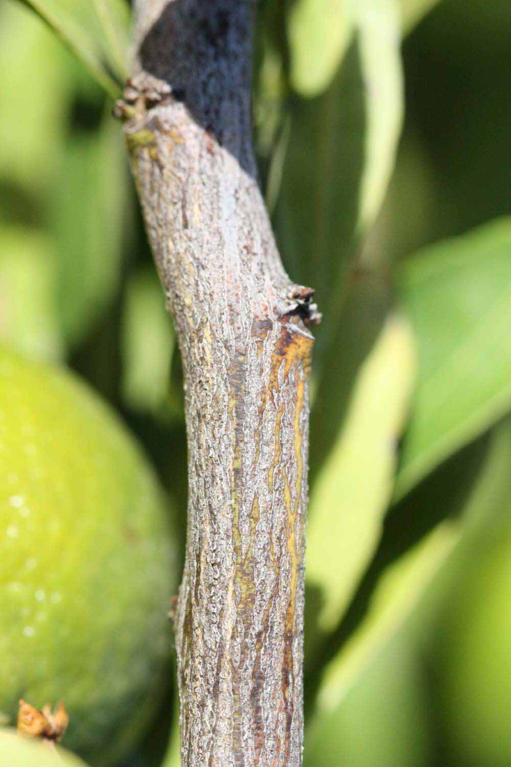              Second - third year twig (Riverside,   CA)       